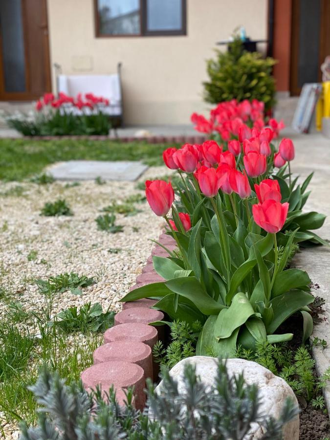 Casa Tudorascu Hotel Vama Veche Eksteriør billede